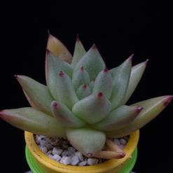 Echeveria agavoides