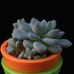 Echeveria minima