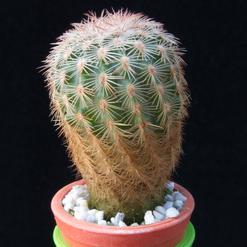 Echinocereus fitchii