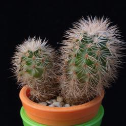 Echinocereus pectinatus v. rigidissimus