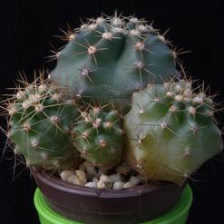 Echinocereus polyacanthus