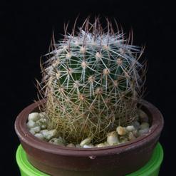 Echinofossulocactus multicostatus