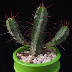 Euphorbia enopla