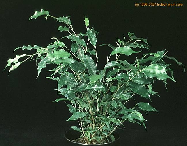 ficus-benjamina-exotica-1878-__2.jpg