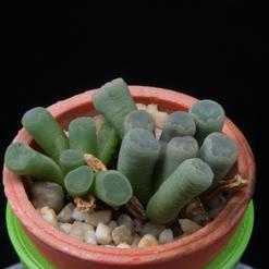 Frithia pulchra