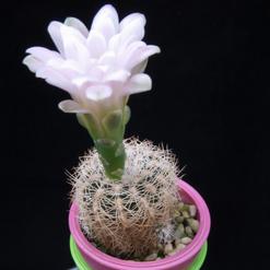 Gymnocalycium bruchii