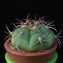 Gymnocalycium chiquitanum v. nigrispinum