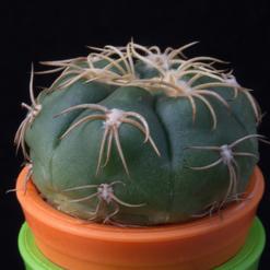 Gymnocalycium denudatum