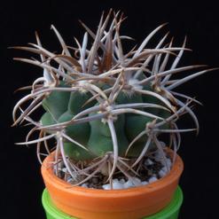 Gymnocalycium ferox