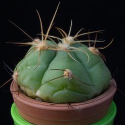 Gymnocalycium horstii