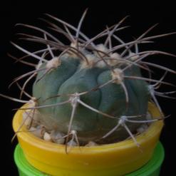 Gymnocalycium mazanense