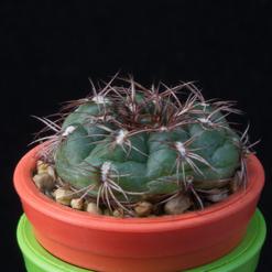 Gymnocalycium mesopotamicum