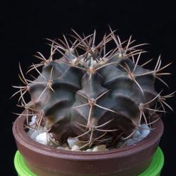 Gymnocalycium mihanovichii v. Stenogonum