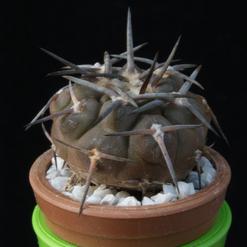 Gymnocalycium piltziorum