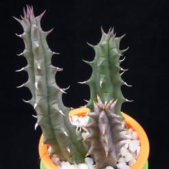 Huernia schneideriana