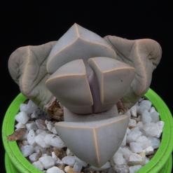 Lapidaria margaretae