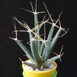 Leuchtenbergia principis