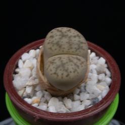 Lithops gracilidelineata