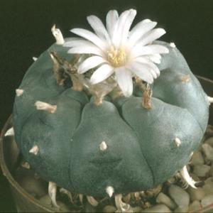 Lophophora williamsii