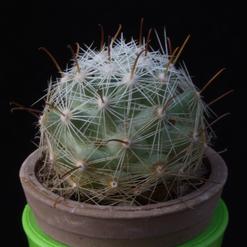 Mammillaria boolii