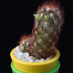 Mammillaria elongata