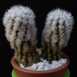 Mammillaria gracilis