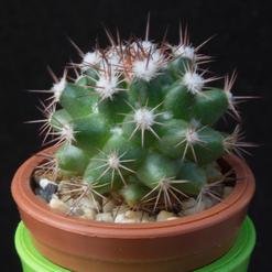 Mammillaria heyderi