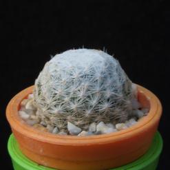 Mammillaria humboldtii