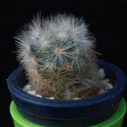 Mammillaria laui