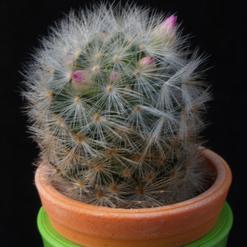 Mammillaria laui v. dasyacantha