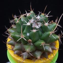 Mammillaria saxicola