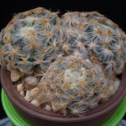 Mammillaria schiedeana