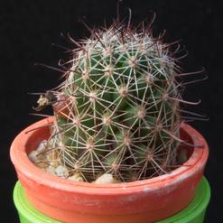 Mammillaria sheldonii