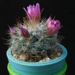 Mammillaria zeilmanniana