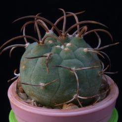 Matucana madisoniorum