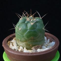 Matucana oreodoxa