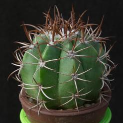 Melocactus matanzanus