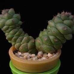 Monadenium ritchiei