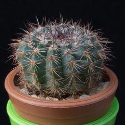 Notocactus caespitosus