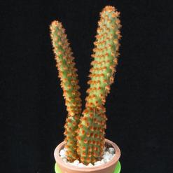 Opuntia microdasys