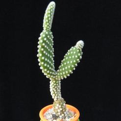 Opuntia microdasys v. albispina