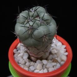 Ortegocactus macdougallii