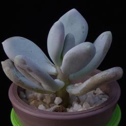 Pachyphytum bracteosum