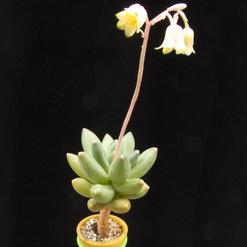 Pachyphytum compactum