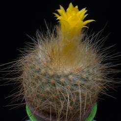 Parodia chrysacanthion