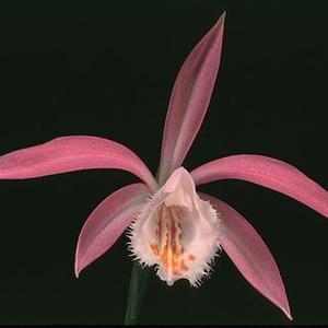 Pleione