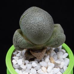 Pleiospilos nelii