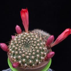 Rebutia krainziana