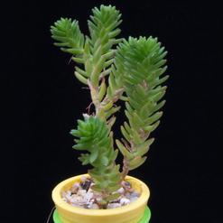 Sedum lorenzoi cv.