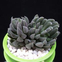 Sinocrassula yunnanensis